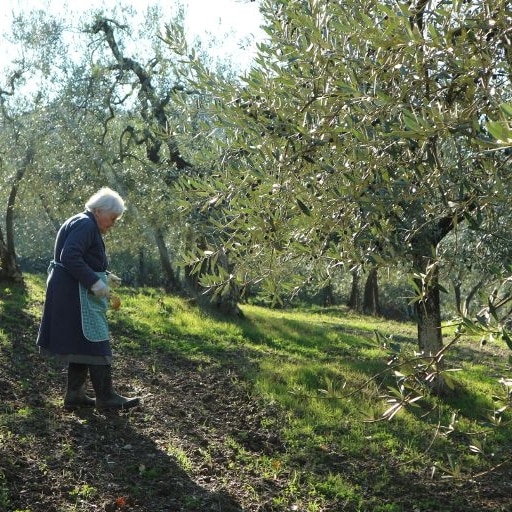 イタリアのオリーブ畑