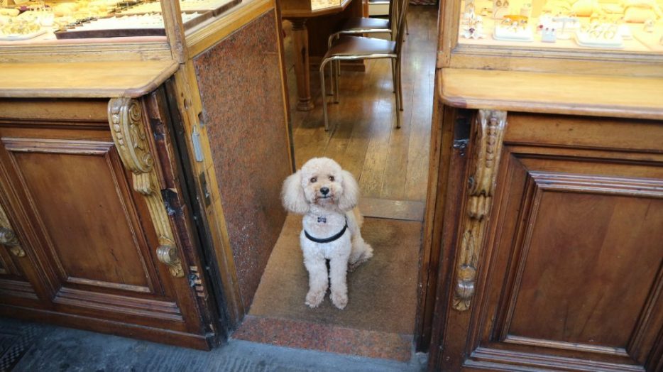 ポンテベッキオ・ジュエリーショップ・カッライの看板犬ぺぺちゃん